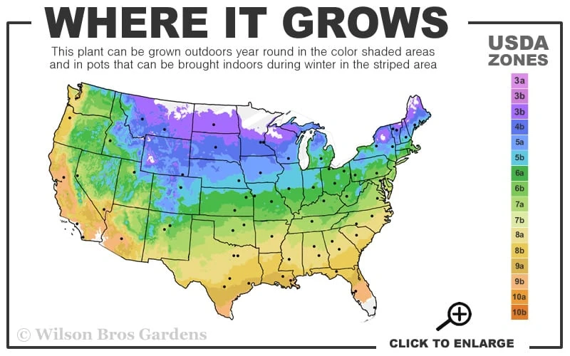 Big Twister Giant Corkscrew Rush (Juncus Effusus) - 1 Gallon Pot - Image 3