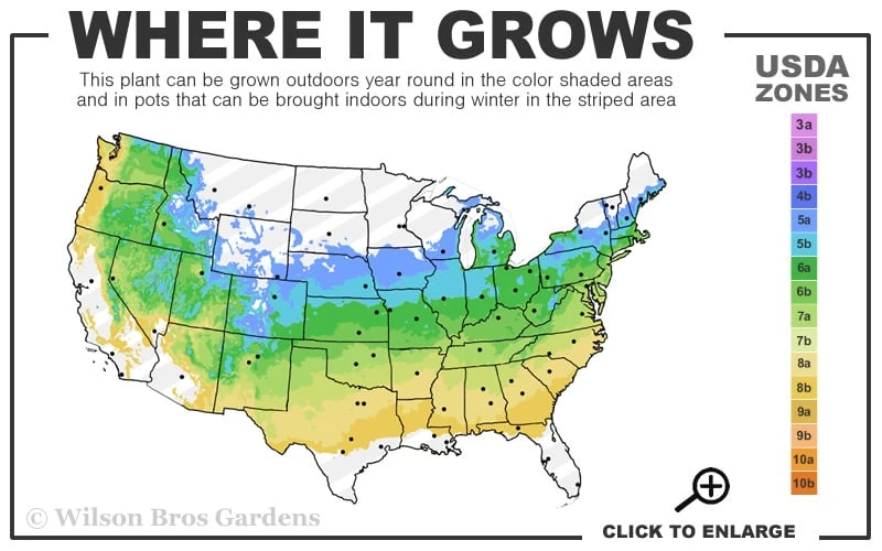 Hilda Niblett Azalea - 2 Gallon Pot - Image 3