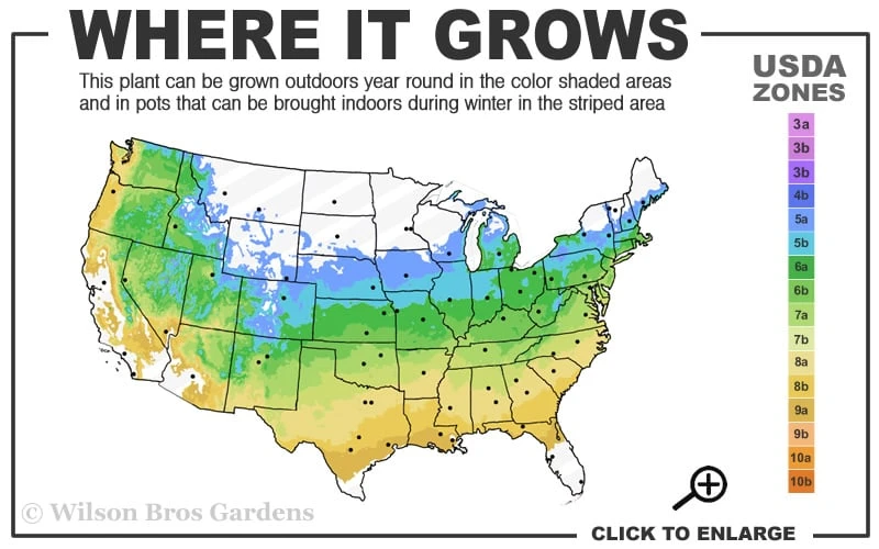Red Dragon Dwarf Japanese Maple - 1 Gallon Pot - Image 3