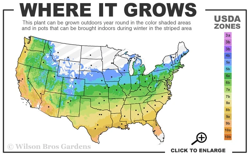 Emperor 1 Japanese Maple - 1 Gallon Pot - Image 3