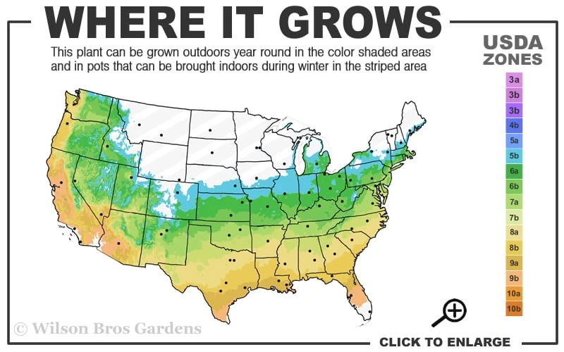 Orange Dream Japanese Maple - 1 Gallon Pot - Image 3