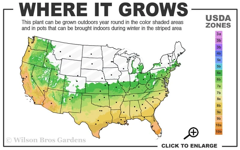 Double Feature Red Crape Myrtle - 3 Gallon Pot - Image 3