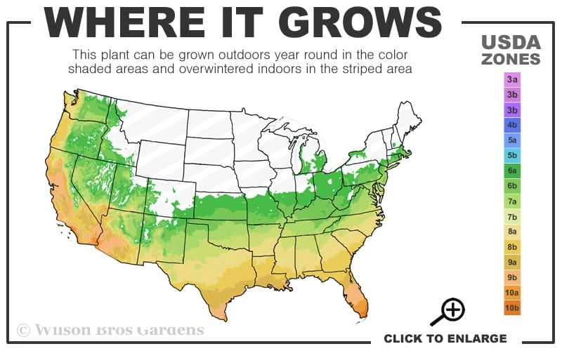 April Pink Cold Hardy Camellia Japonica - 3 Gallon Pot - Image 3