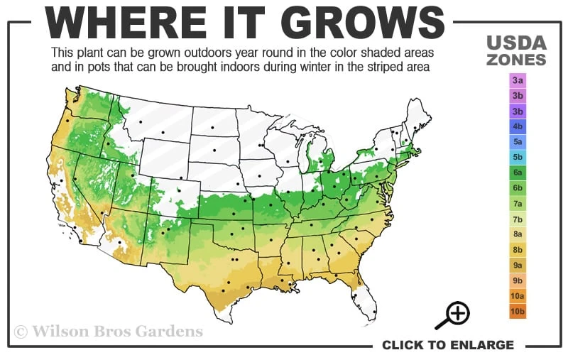 Sir Robert Dwarf Azalea - 6 Pack Of 1 Gallon Pots - Image 3