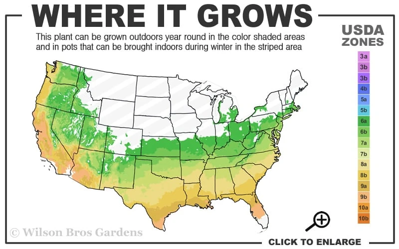 Pete McNees White Native Azalea - Rhododendron Albamanense - 3 Gallon Pot - Image 3