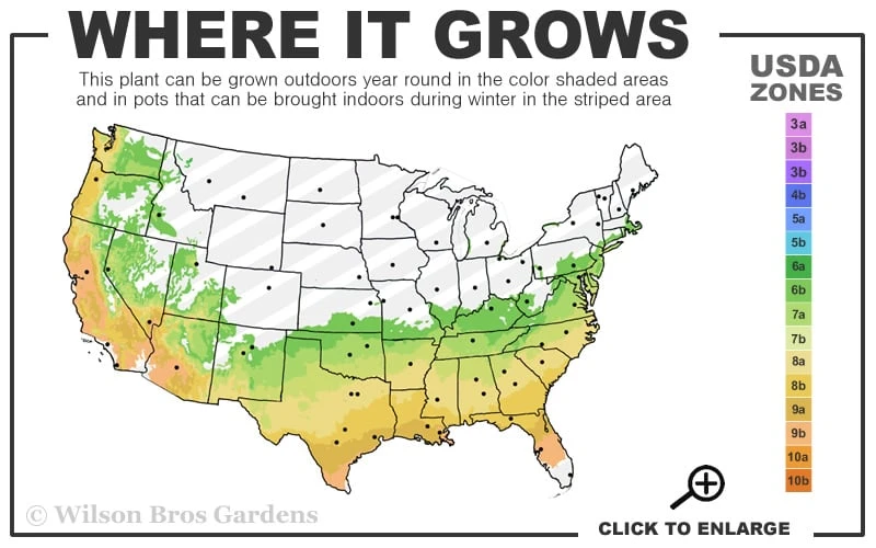 Red Rooster Crape Myrtle - 3 Gallon Pot - Image 3