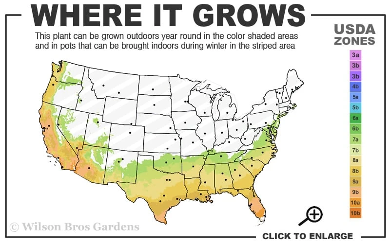 Tuskegee Crape Myrtle - 1 Gallon Pot - Image 3