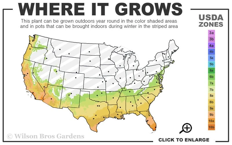 Ebony Glow Crape Myrtle - 3 Gallon Pot - Image 3