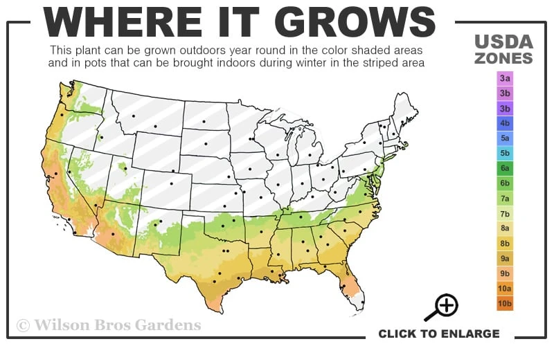 Sea Foam White Camellia Japonica - 1 Gallon Pot - Image 3