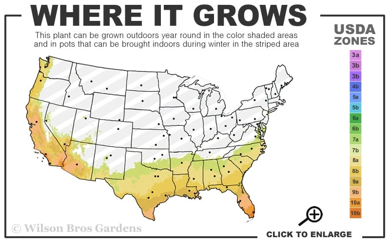 George L. Taber Southern Indica Azalea - 7 Gallon Pot - Image 3