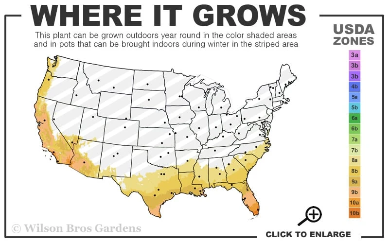 High Fragrance Camellia TREE FORM - 3 Gallon Pot - Image 3