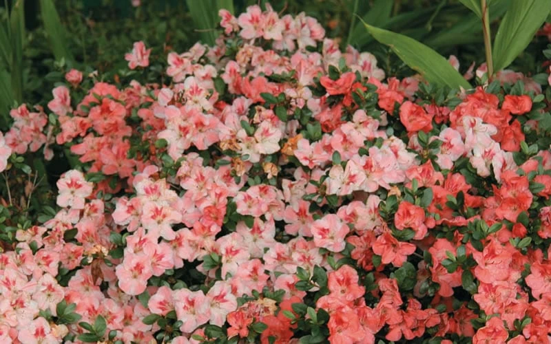 Hilda Niblett Azalea - 2 Gallon Pot - Image 5