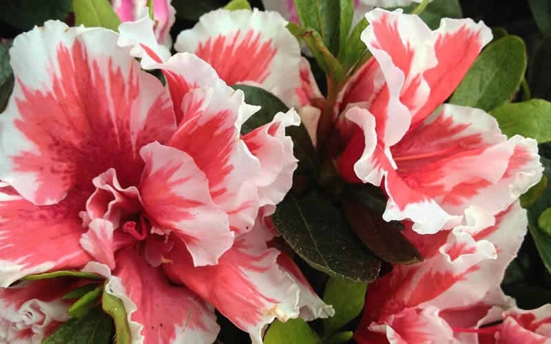 Mardi Gras Southern Indica Azalea - 3 Gallon Pot - Image 4