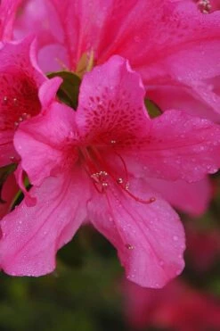 Pride Of Mobile Azalea - 1 Gallon Pot