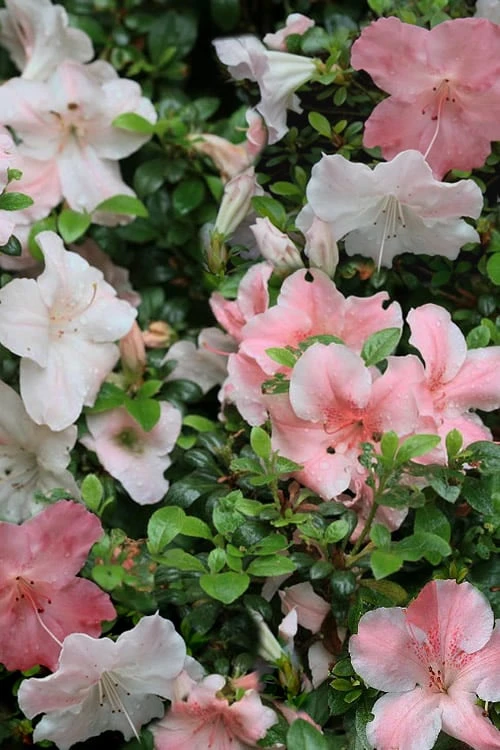Sir Robert Dwarf Azalea - 6 Pack Of 1 Gallon Pots - Image 5