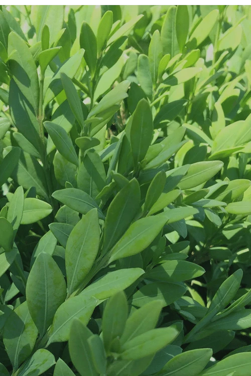 Green Mountain Boxwood - 6 Pack Of 2.5 Quart Pots - Image 6