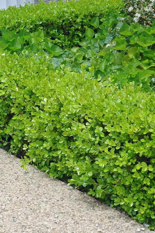 Japanese Boxwood (Buxus Microphylla) - 7 Gallon Pot