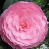 E.G. Waterhouse Camellia - Williamsii Hybrid - 3 Gallon Pot