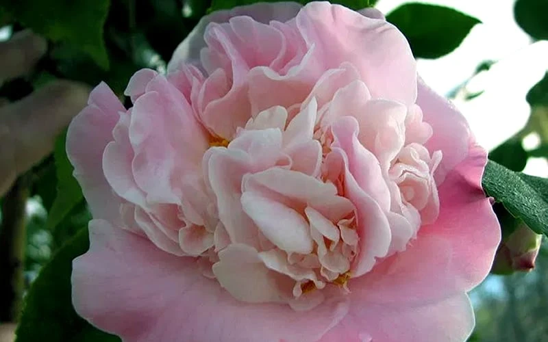 High Fragrance Camellia TREE FORM - 3 Gallon Pot - Image 5
