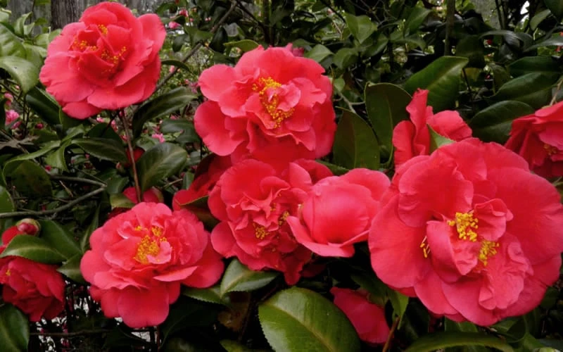 Kramers Supreme Red Double Camellia Japonica - 3 Gallon Pot - Image 4