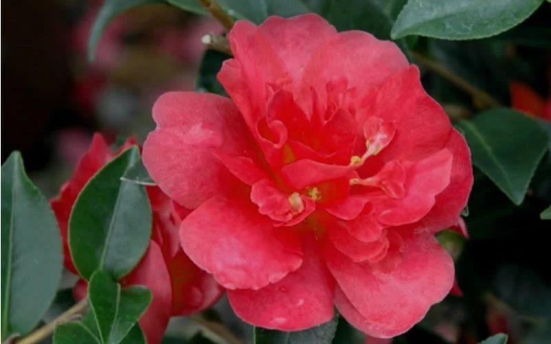 October Magic Rose Camellia - 1 Gallon Pot - Image 4