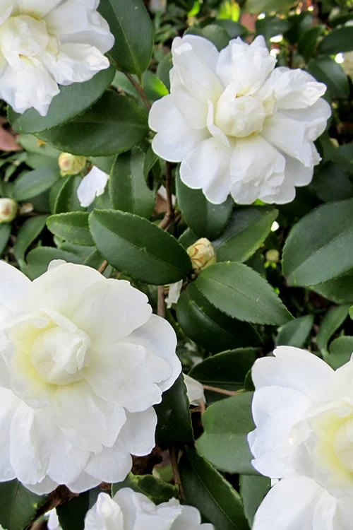 Snow Flurry Cold Hardy Camellia Hybrid - 1 Gallon Pot - Image 7