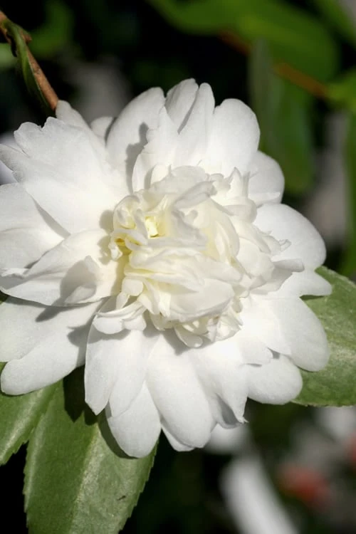 Snow Flurry Cold Hardy Camellia Hybrid - 1 Gallon Pot - Image 5