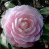 Winter's Rose Cold Hardy Dwarf Camellia - 3 Gallon Pot