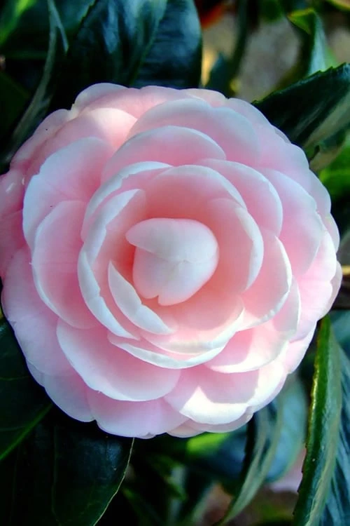Winter's Rose Cold Hardy Dwarf Camellia - 2 Gallon Pot - Image 4