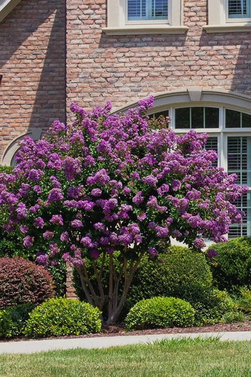 Catawba Purple Crape Myrtle - 3 Gallon Pot - Image 4