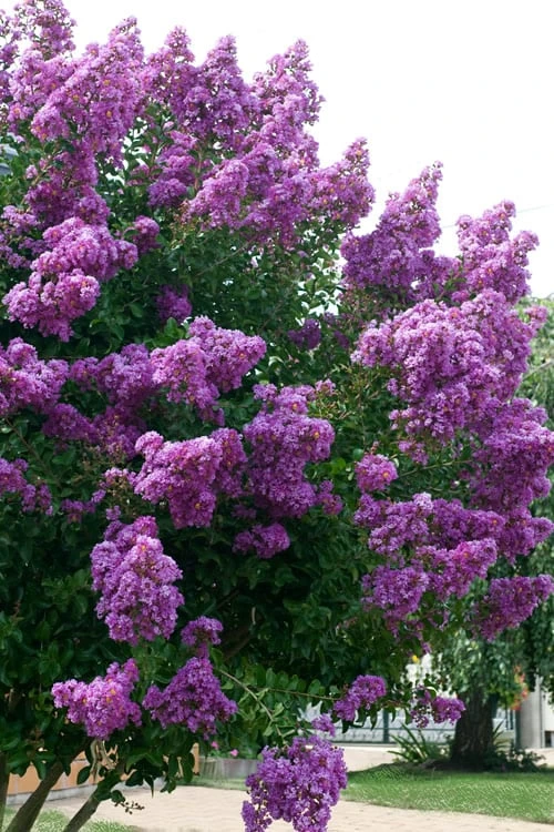 Catawba Purple Crape Myrtle - 3 Gallon Pot - Image 5