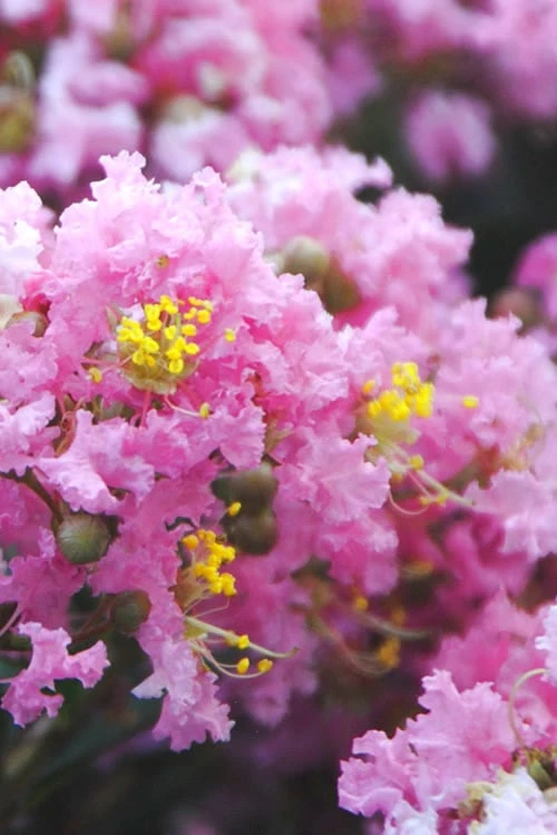 Dazzle Me Pink Dwarf Crape Myrtle - 3 Gallon Pot