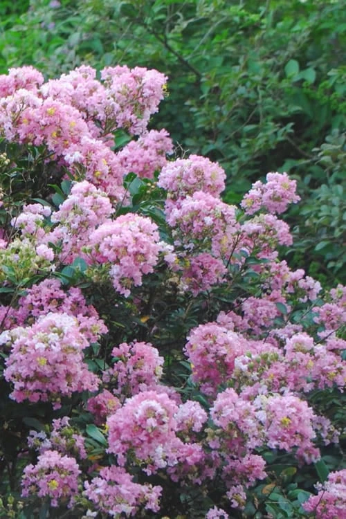 Dazzle Me Pink Dwarf Crape Myrtle - 3 Gallon Pot - Image 4