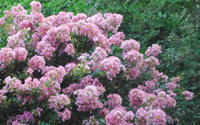 Dazzle Me Pink Dwarf Crape Myrtle - 3 Gallon Pot - Image 5