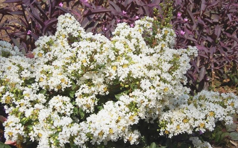 Diamond Dazzle Dwarf Crape Myrtle - 2 Gallon Pot - Image 5