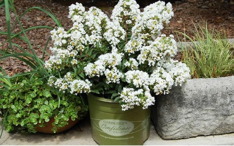 Diamond Dazzle Dwarf Crape Myrtle - 2 Gallon Pot - Image 4