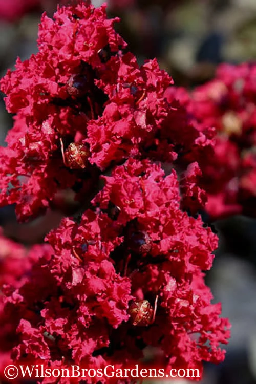 Double Feature Red Crape Myrtle - 3 Gallon Pot