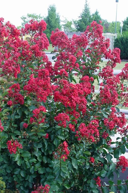 Double Feature Red Crape Myrtle - 3 Gallon Pot - Image 4
