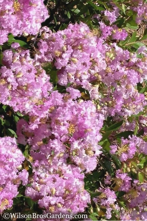 Early Bird Lavender Crape Myrtle - 3 Gallon Pot