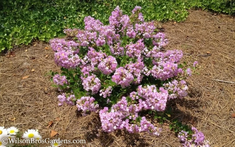 Early Bird Lavender Crape Myrtle - 3 Gallon Pot - Image 5