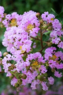 Muskogee Lavender Crape Myrtle - 7 Gallon Pot (4-5')