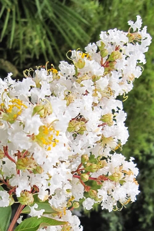 Natchez White Crape Myrtle - 1 Gallon Pot - Image 6