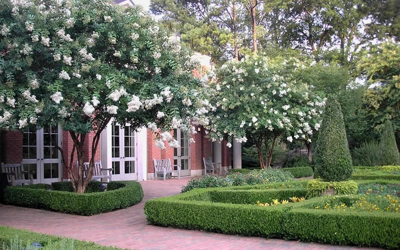 Natchez White Crape Myrtle - 1 Gallon Pot - Image 7