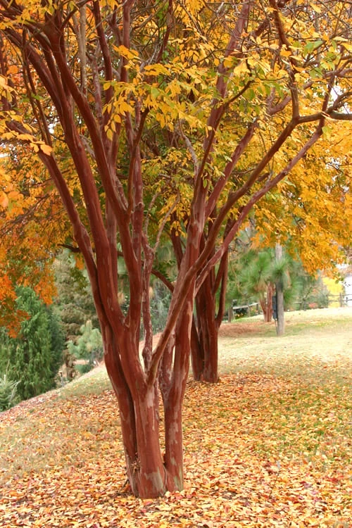 Natchez White Crape Myrtle - 1 Gallon Pot - Image 4