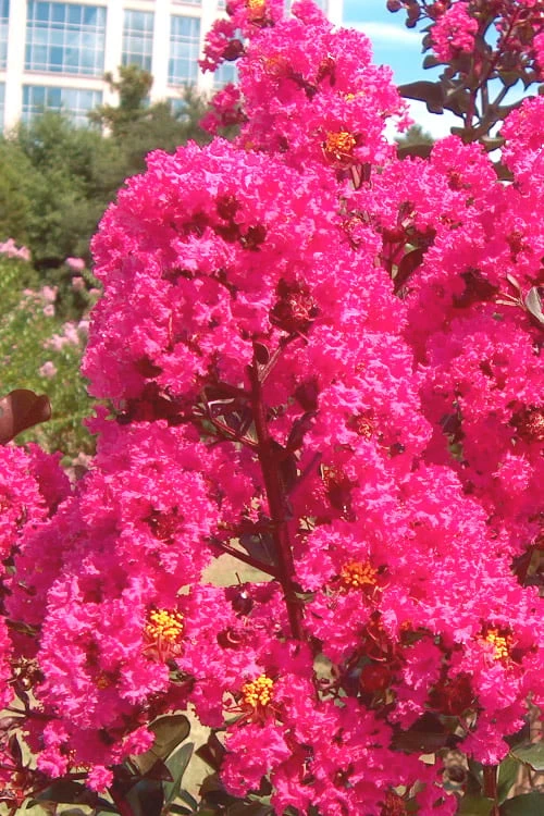 Pink Velour Crape Myrtle Tree - 3 Gallon Pot - Image 5