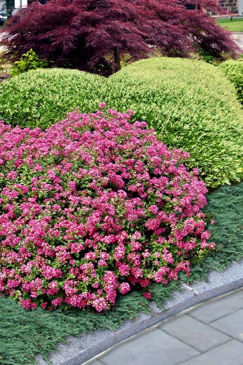 Pocomoke Dwarf Crape Myrtle - 3 Gallon Pot - Image 4