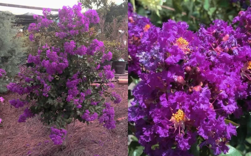 Purple Magic Crape Myrtle - 3 Gallon Pot - Image 5