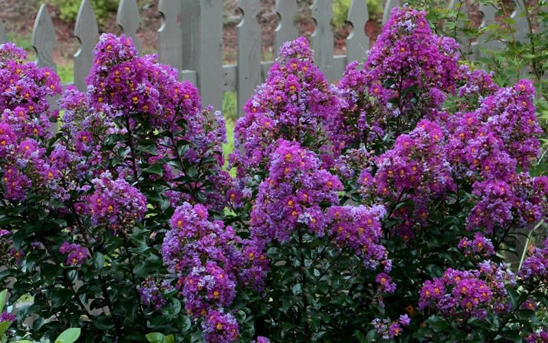 Purple Magic Crape Myrtle - 3 Gallon Pot - Image 6