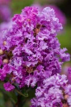 Purple Magic Crape Myrtle - 3 Gallon Pot