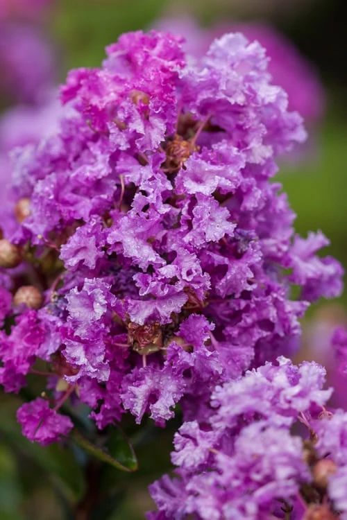Purple Magic Crape Myrtle - 3 Gallon Pot
